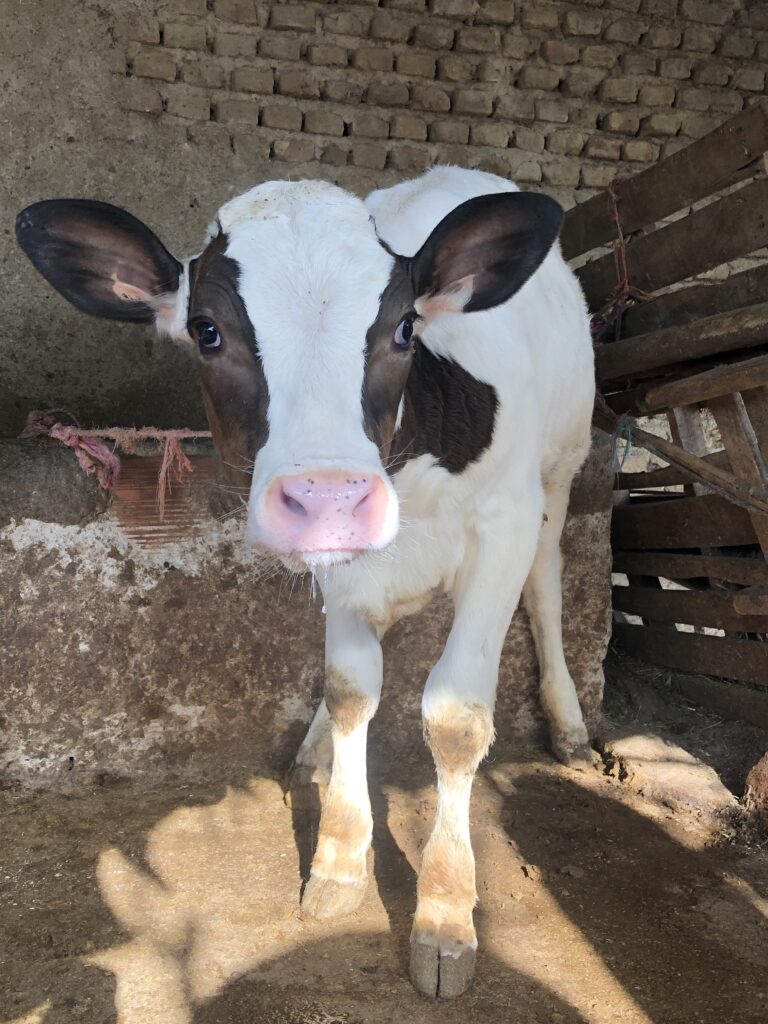 گوساله