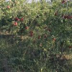 یک هکتار باغ انار عمده