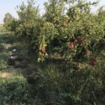 یک هکتار باغ انار عمده