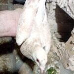 کبوتر های نامه بر پلاکی وه تهرانی